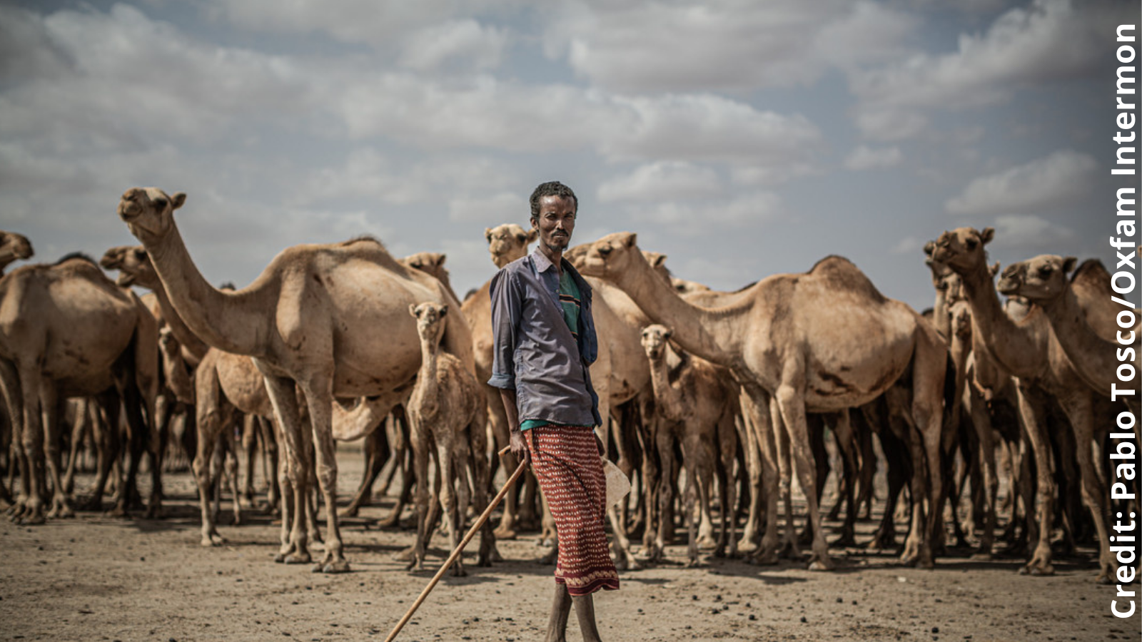 Man standing in front of cattle in Ethiopia